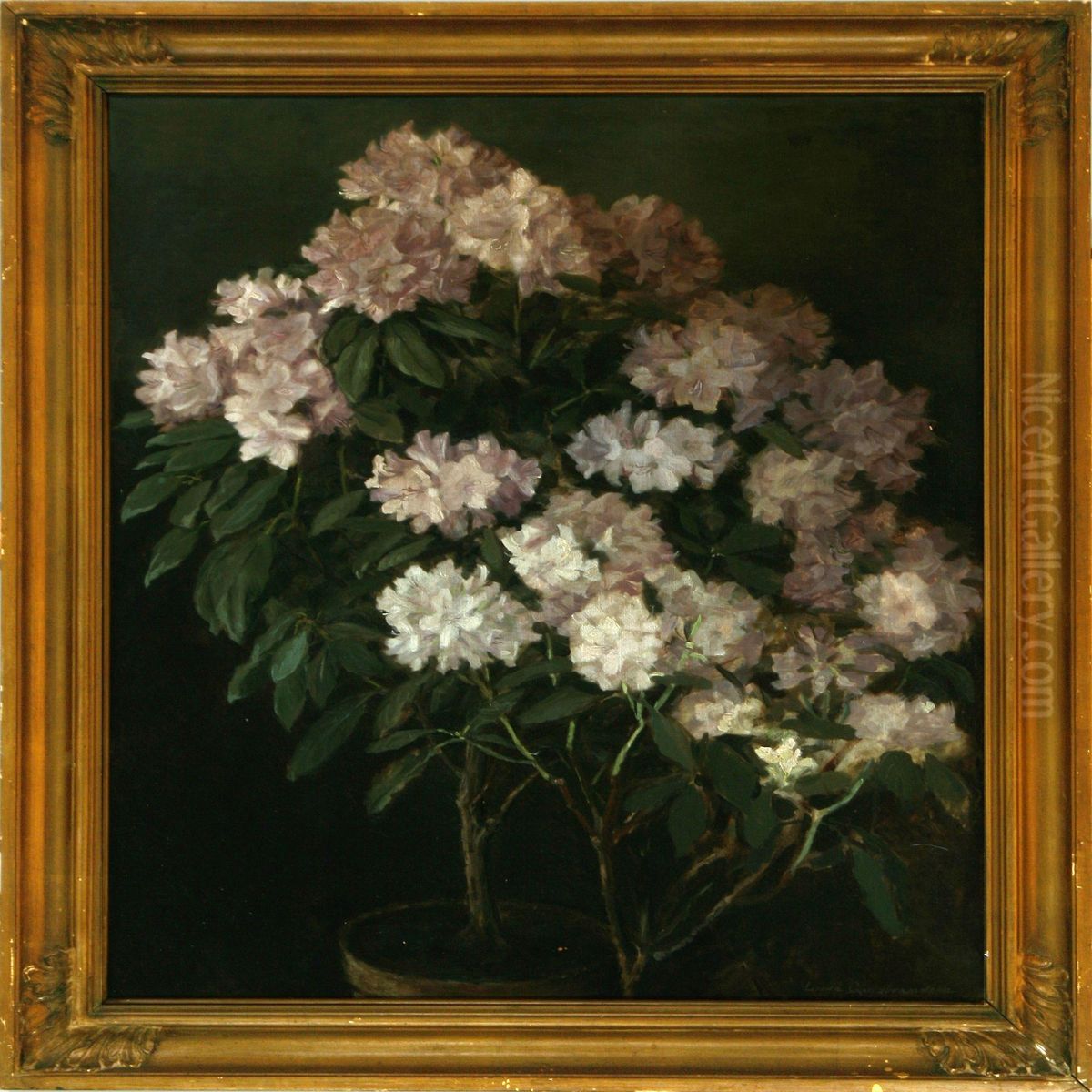 White Rhododendron Oil Painting by Laura Buschard Guldbrandsen