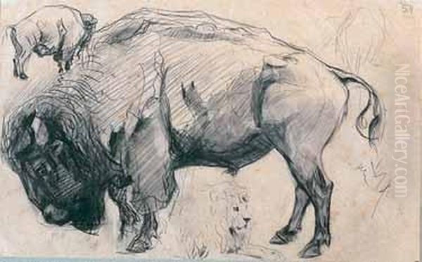 Studi Di Bufalo E Leone Oil Painting by Hansi