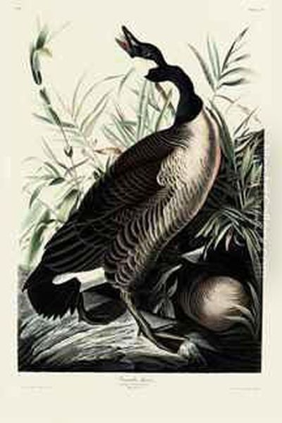 Canada Goose - Branta Canadensis Oil Painting by Robert Havell, Jr.