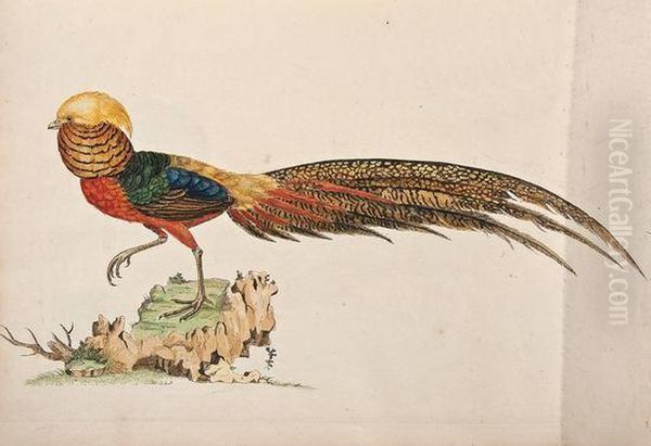 A Natural History Of British Birds Oil Painting by William Hayes