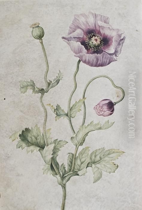 Anemone Oil Painting by Johanna Helena Herolt Graff