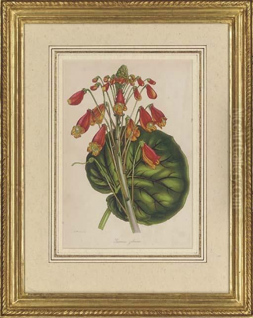 Botanical Studies Oil Painting by Samuel Holden