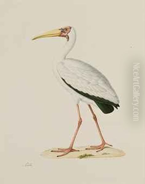 Tantale Lacte Dit Tantalus Lacteus Oil Painting by Nicolas Huet