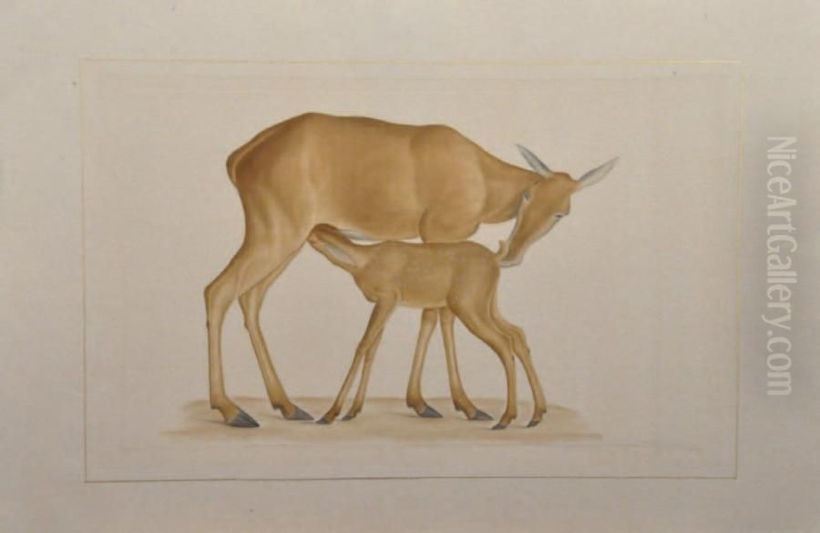 Femelle Et Son Petit Koala Et Biche Oil Painting by Louis Lafitte