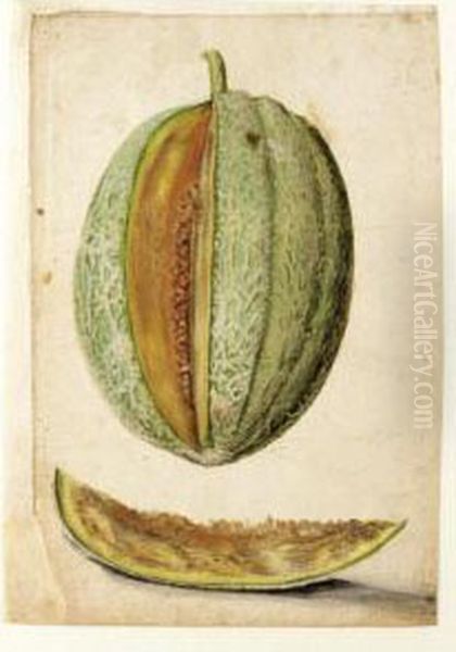 Study Of A Melon With A Slice Cut Out Oil Painting by Jacques le Moyne de Morgues