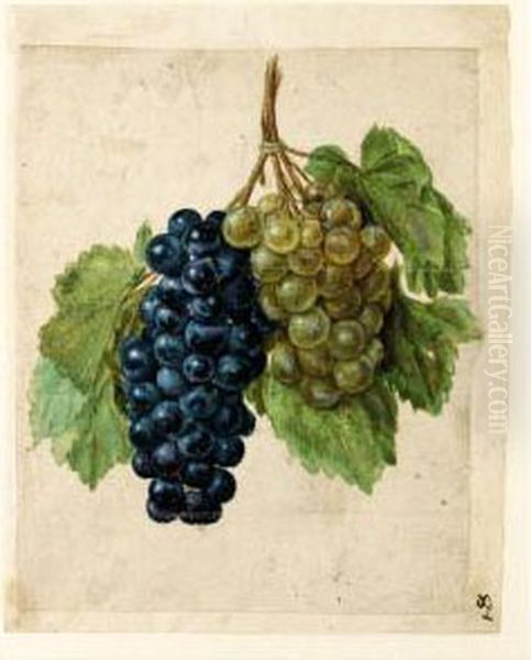 Two Bunches Of Grapes, One Black And One White Oil Painting by Jacques le Moyne de Morgues