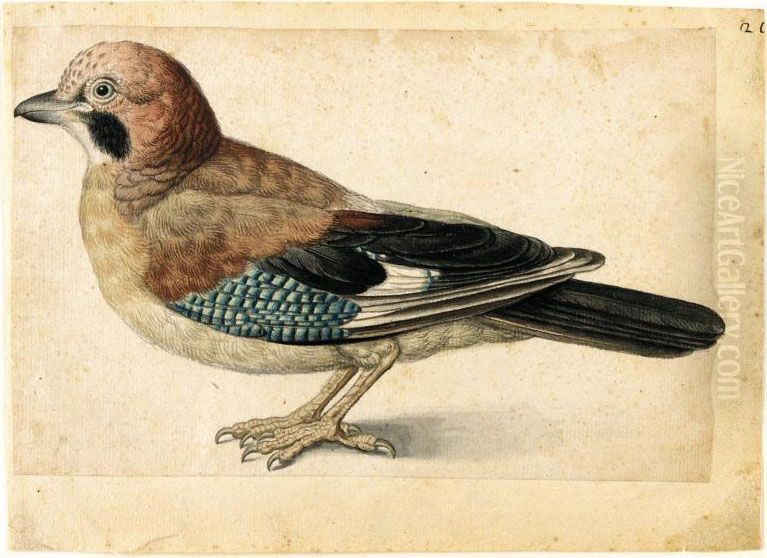 Study Of A Jay Oil Painting by Jacques le Moyne de Morgues