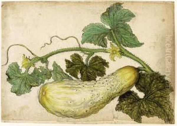 Study Of A Cucumber, With Its Leaves Oil Painting by Jacques le Moyne de Morgues