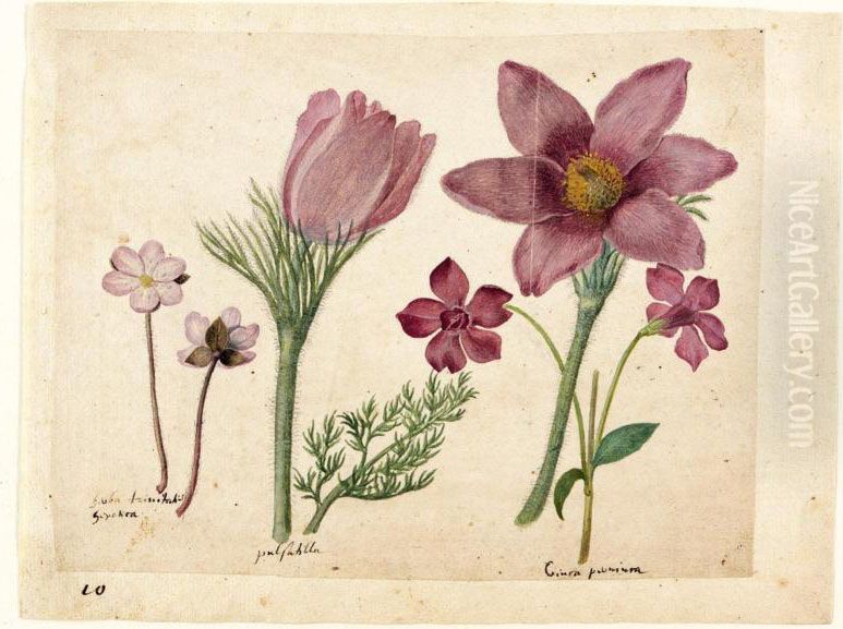 A Sheet Of Studies Of Flowers: A Liverwort, Two Pasque Flowers And A Lesser Periwinkle Oil Painting by Jacques le Moyne de Morgues