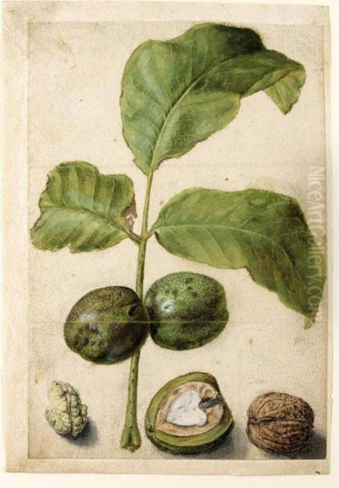 Various Studies Of Walnuts: A Spray Of Leaves With Nuts Attached, A Cross-section Of The Nut In Its Pithy Casing, The Outside Of The Shell, And The Kernel Oil Painting by Jacques le Moyne de Morgues