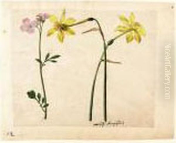 A Sheet Of Studies Of Flowers: Two Narcissi And A Lady's Smock Oil Painting by Jacques le Moyne de Morgues