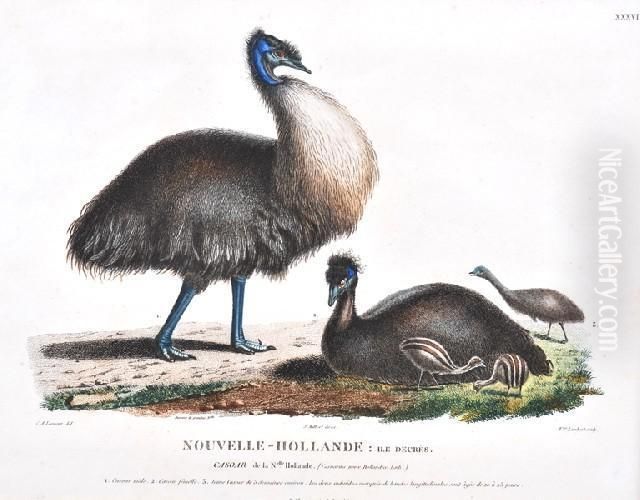 Nouvelle-hollande: Casoar De La N'elle Hollande Oil Painting by Lesueur, Charles Alexandre