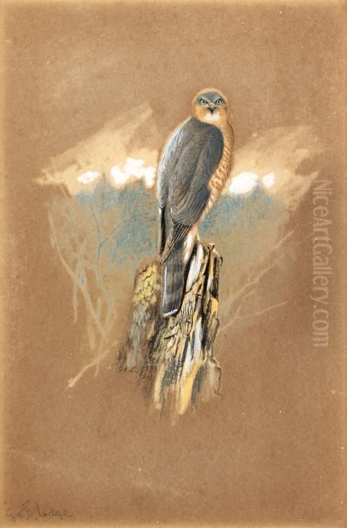 Sparrowhawk Oil Painting by George Edward Lodge