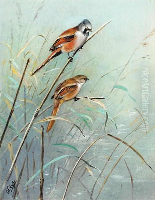 Bearded Tits Plate 30 Vol Ii Of Bannerman's Birds Of The British Isles Oil Painting by George Edward Lodge