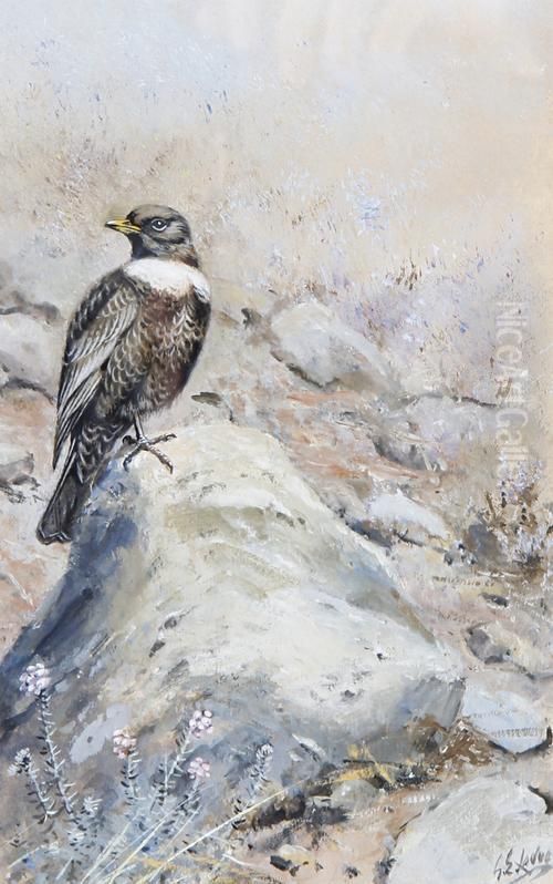 A Ring Ouzel Perched On A Rock Oil Painting by George Edward Lodge