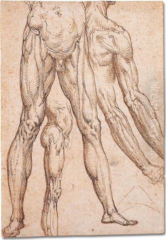 Anatomical Studies Of Lower Torsos And Legs, Arms And A Shoulder Oil Painting by Aurelio Luini