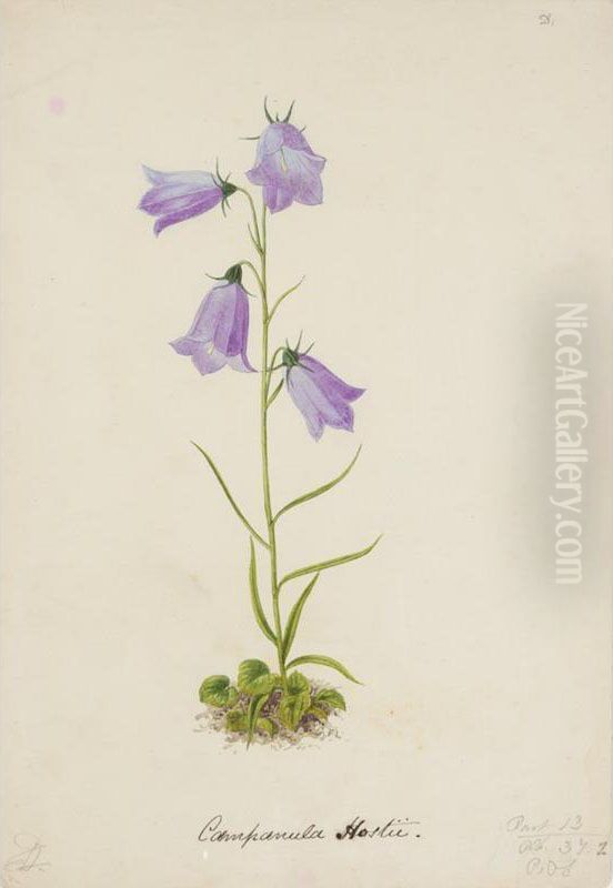 A Folio Of Botanical Watercolours Oil Painting by Alexander Francis Lydon