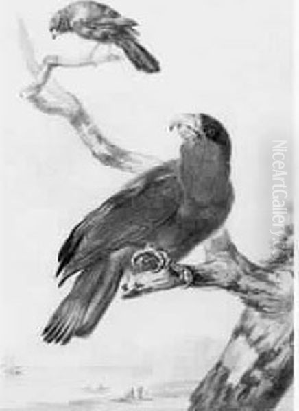 Un Perroquet Et Un Autre Oiseau Sur Des Branches Dans Un Paysage Maritime Oil Painting by Abraham Meertens