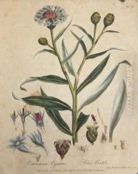 Cenaurea Cyanus, 
Blue Bottle Oil Painting by John Frederick Miller