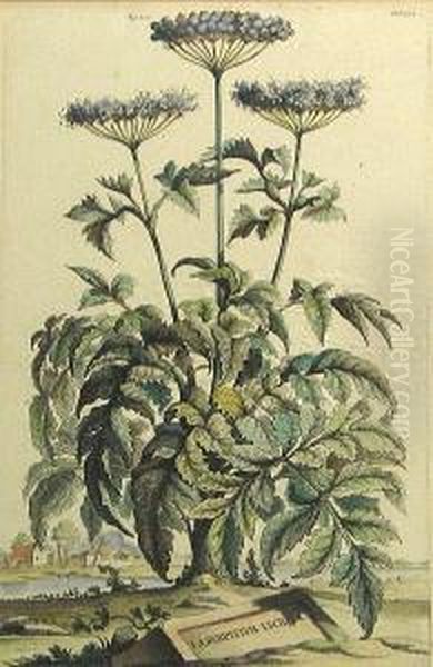 Two Botanicals: Canella Arbor Sylvestris, Fig. 22, Fol. 120; Laserpitium Lucidum, Fig. 100, Fol. 332, From Nauwkeurige Beschryving Der Aardgewassen, Waar In De Veelerley Aart En Bijzondere Eigenschappen Der Boomen, Heesters, Kruyden, Bloemen (n. Bbi 142 Oil Painting by Abraham Munting