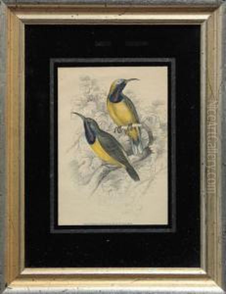 Birds Oil Painting by Frederick P. Nodder