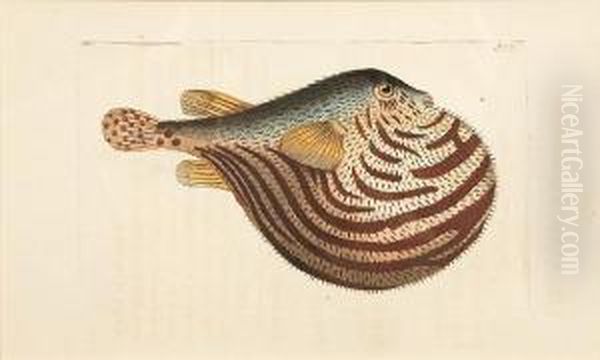 Ichthyological Studies Oil Painting by Frederick P. Nodder