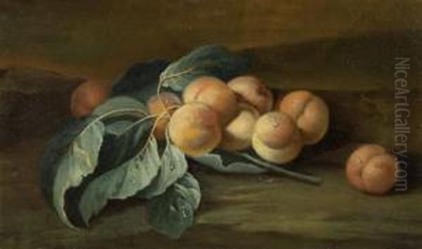 Still Life With Apricots Oil Painting by Maximilian Pfeiler