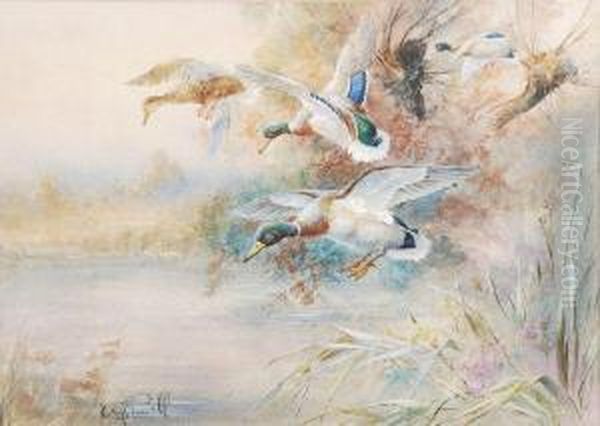 Mallard In Flight Oil Painting by William E. Powell