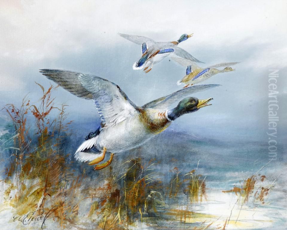 Wild Duck Oil Painting by William E. Powell