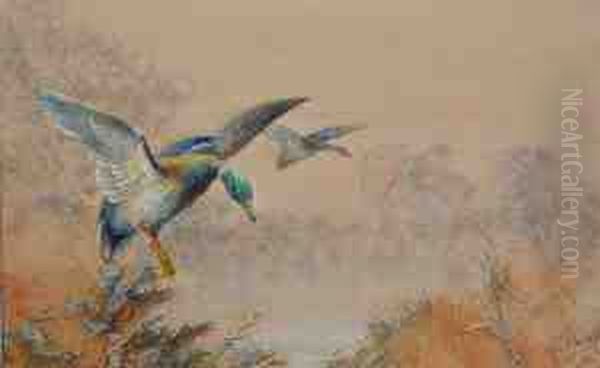 Mallard Coming Into Land. Oil Painting by William E. Powell