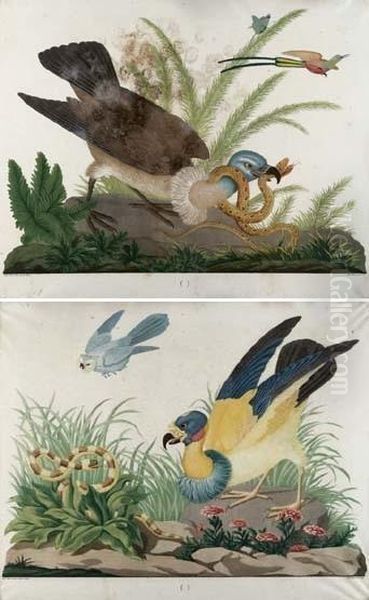 A) Un Avvoltoio Papa Di Libera Interpretazione, Un Serpente Tra Le Foglie E Un Gufetto In Volo.
B) Un Avvoltoio, Tipo Grifone, Con Serpente Avviluppato, Un Uccellino Esotico E Una Farfalla. Oil Painting by Carlo Antonio Raineri