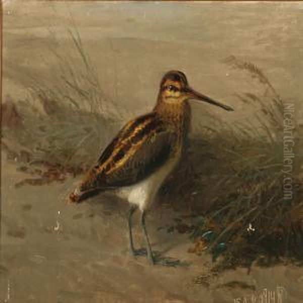 A Snipe On A Beach Oil Painting by Niels Pieter Rasmussen