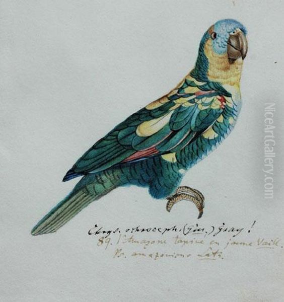 Study Of An Amazonian Parrot Oil Painting by Heinrich Gottlieb Ludwig Reichenbach