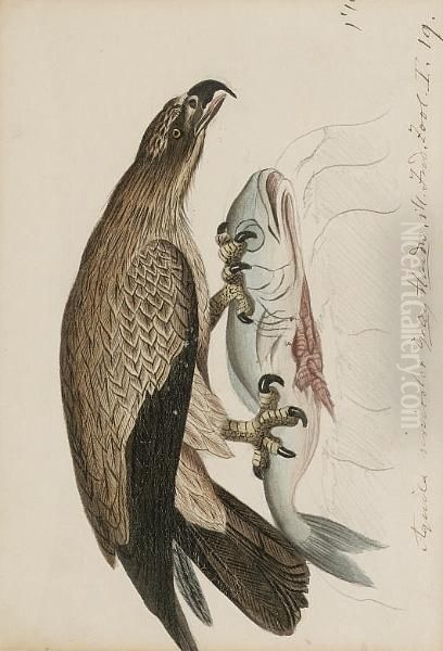 A Lesser Spotted Eagle, Aquila Pomarina Oil Painting by Heinrich Gottlieb Ludwig Reichenbach