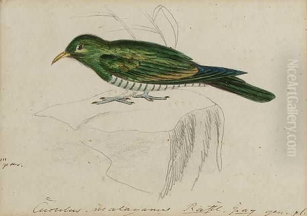 A Malay Green Cuckoo Oil Painting by Heinrich Gottlieb Ludwig Reichenbach