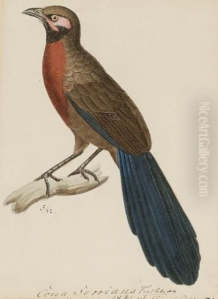 A Red Breasted Couna Oil Painting by Heinrich Gottlieb Ludwig Reichenbach