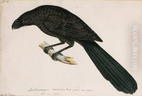 A Groove Billed Ani, Crotophaga Sulcirostris Oil Painting by Heinrich Gottlieb Ludwig Reichenbach