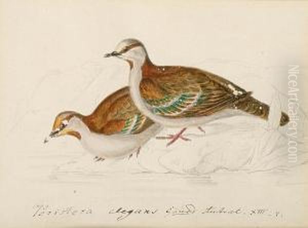 Brush Bronzewing (phaps Elegans, Australia); Partridge Pigeon (goephaps Smithi, North Australia); Gallicolumbia; Blue-headed Quail Dove (cuba); Wonga Pigeon (lewcosarcia Melanoleuca, Australia); Peaceful Dove (geopelin Striata, Australia); St. Domingo Pig Oil Painting by Heinrich Gottlieb Ludwig Reichenbach