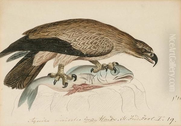 Lesser Spotted Eagle (aquila Pomarina); Java Barbet (megalaima Javensis Java); Yellow Billed Barbet (trachylaemus Purpuratus; European Cuckoo (cuculus Canorus); Plaintive Cuckoo (cacomantis Merulinus); Levaillant's Cuckoo (clamator Levaillantii, Africa) Oil Painting by Heinrich Gottlieb Ludwig Reichenbach