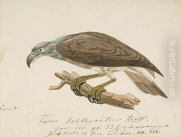 Buzzard Eagle (java); Lammergeier (gypaetus Barbatus); Chimango Caracara (milvago Chimango); Crested Serpent Eagle (spilornis Cheela); Smooth-billed Ani (crotophaga Sucirostris, South America); White Necked Puff Bird (notharchus Macrorhynchos, South Ameri Oil Painting by Heinrich Gottlieb Ludwig Reichenbach