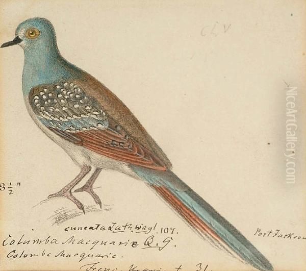 Diamond Dove (geopelia Cuneata, Australia); Scaly Breasted Ground Dove (columbina Passerina, South America); Crested Quail Dove (geotrygon Versicolor, Jamaica); Peaceful Dove (geopelia Striata, Australia); Galapagos Dove (zenaida Galagoenisis, Galapoges I Oil Painting by Heinrich Gottlieb Ludwig Reichenbach