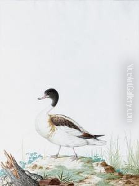 Tadorne De Belon Oil Painting by Nicolas Robert