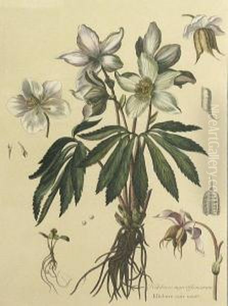 Scamonee; Ellebore Noir Usuel Oil Painting by Nicolas Robert