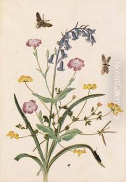 Bluebell And Lychnis With A Hawk Moth; And Forget-me-not, Andcampion With A Purple Hairstreak And Dragonflies Oil Painting by Thomas Robins