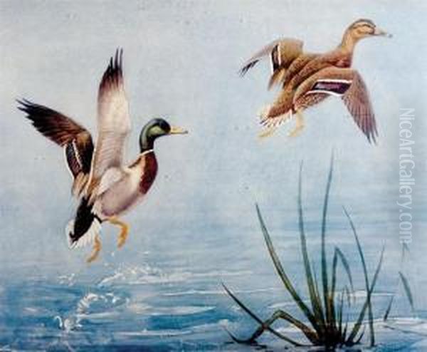 Mallards In Flight Oil Painting by Conrad Roland