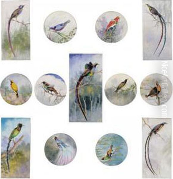 Birds Of Paradise, New Guinea Oil Painting by Marian Ellis Rowan