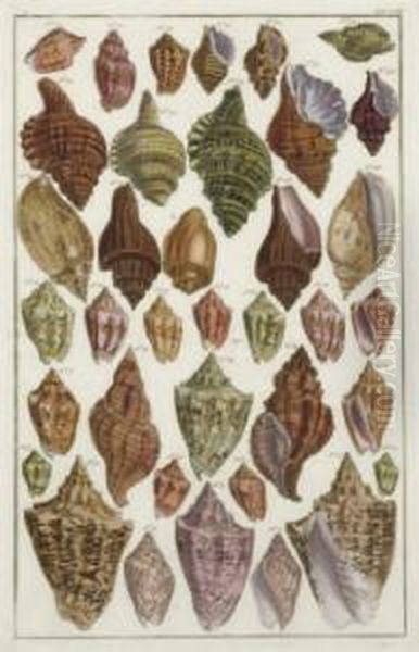 [shells]: Six Plates Oil Painting by Albertus Seba
