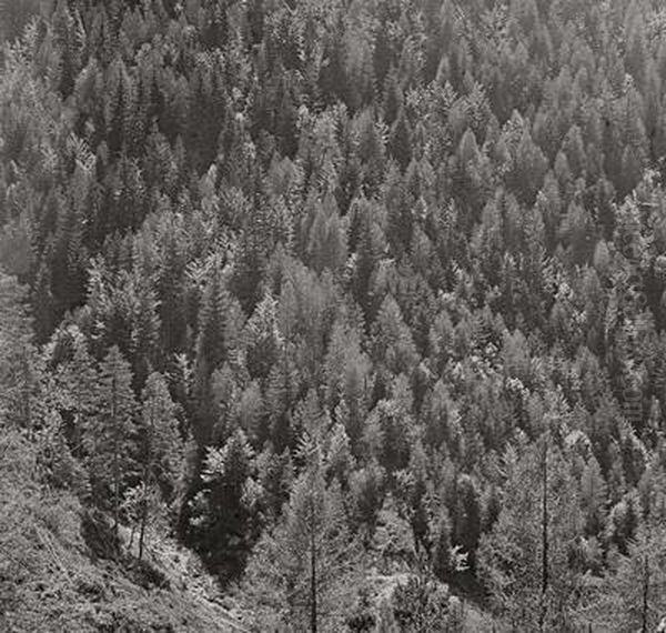 Sonne Uberm Grims-wald Oil Painting by Franz Senkinc