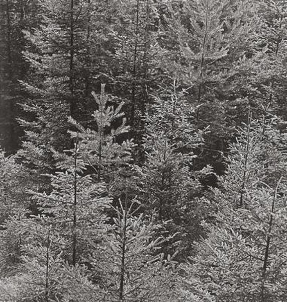 Jung-wald Oil Painting by Franz Senkinc