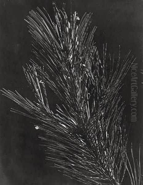 Kiefer Oil Painting by Franz Senkinc